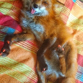a-fox-thocary